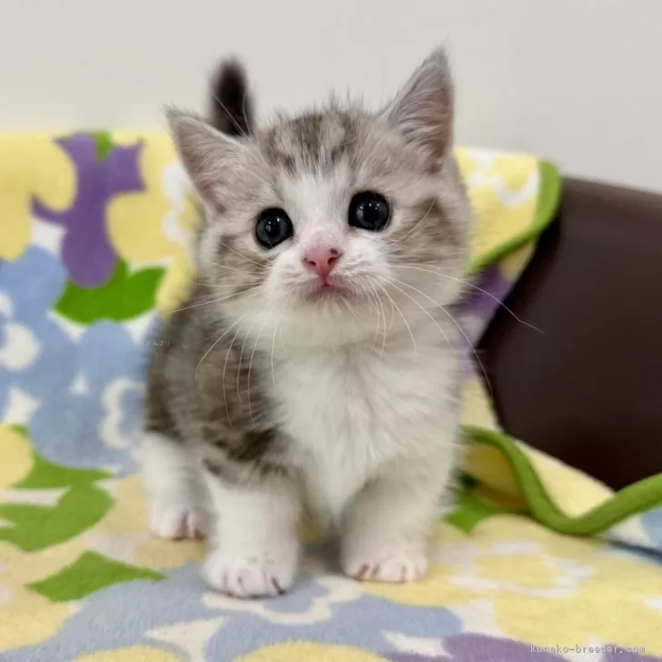 N.M 様のお迎えした子猫