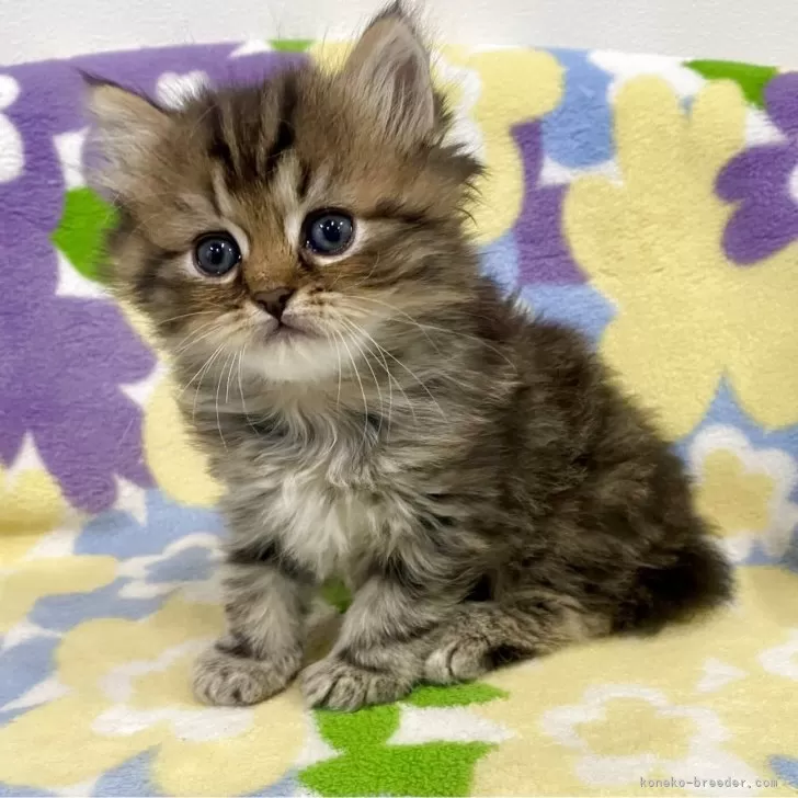 ID:2504-01592の子猫
