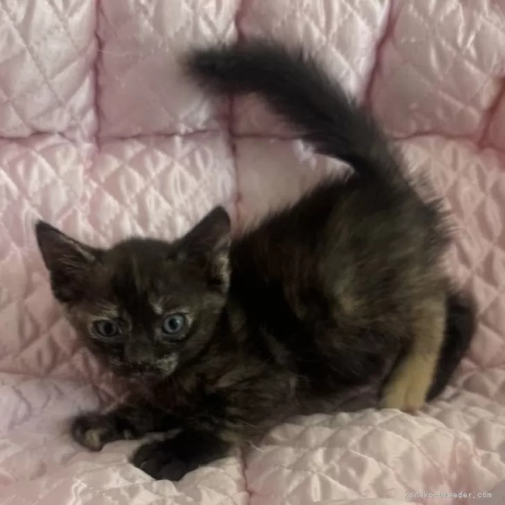 ID:2407-03155の子猫