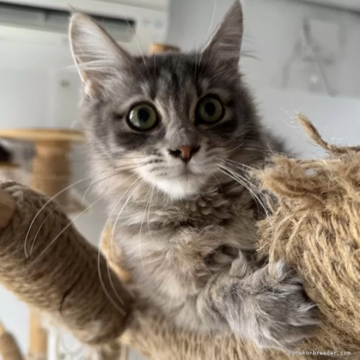 ID:2409-01201の子猫