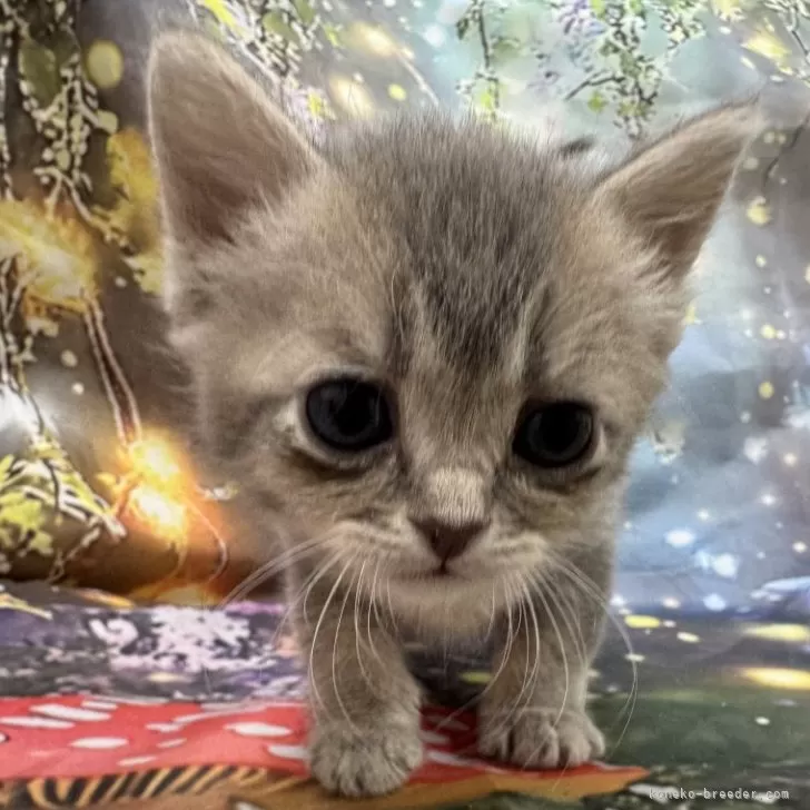 ID:2503-02827の子猫
