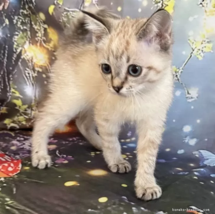 ID:2501-01894の子猫