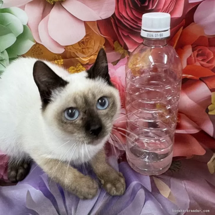 ID:2410-00858の子猫