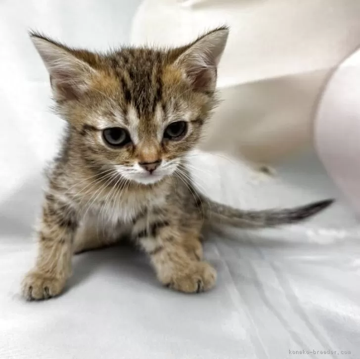 ID:2504-00412の子猫