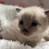トイボブ