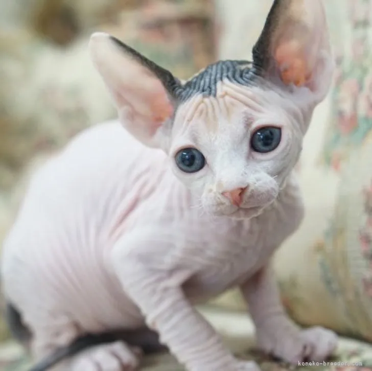 ID:2305-01519の子猫