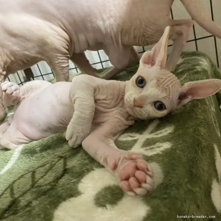 ID:2304-02586の子猫