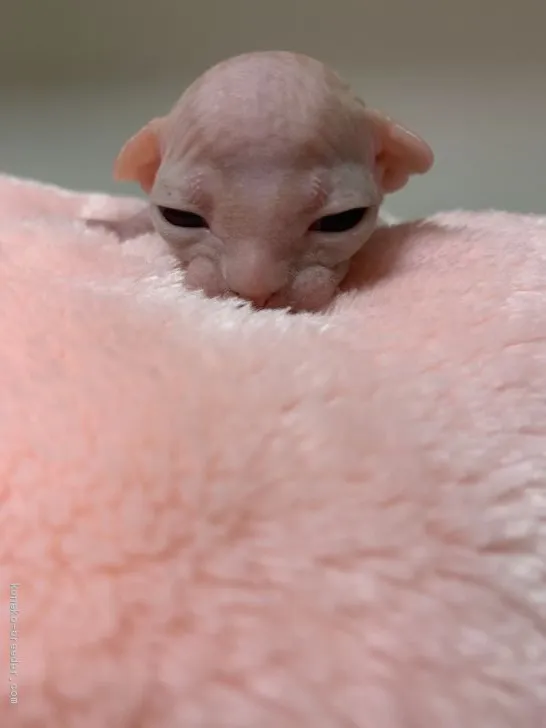 ID:2011-01366の子猫