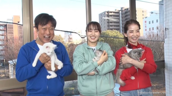 BSテレ東「ネコにゃん」太川陽介さん、菅井友香さん、増田惠子さんと共演の子猫たち☆｜小出　裕一郎(こいで　ゆういちろう)ブリーダー(埼玉県・サイベリアンなど・UCC登録)の紹介写真10