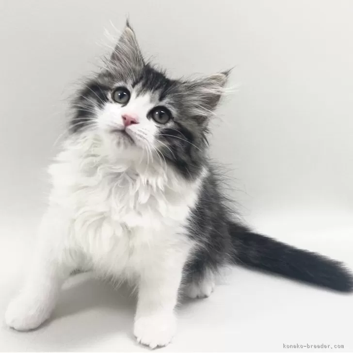 ID:2504-01152の子猫