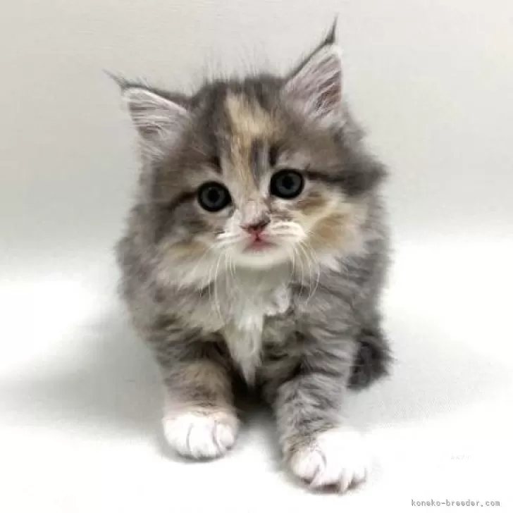 ID:2503-01750の子猫