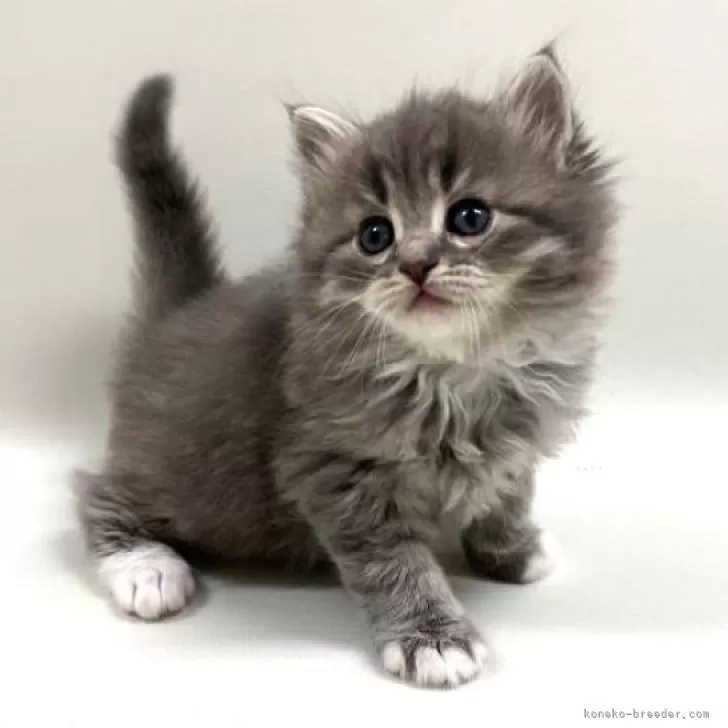 ID:2502-02104の子猫