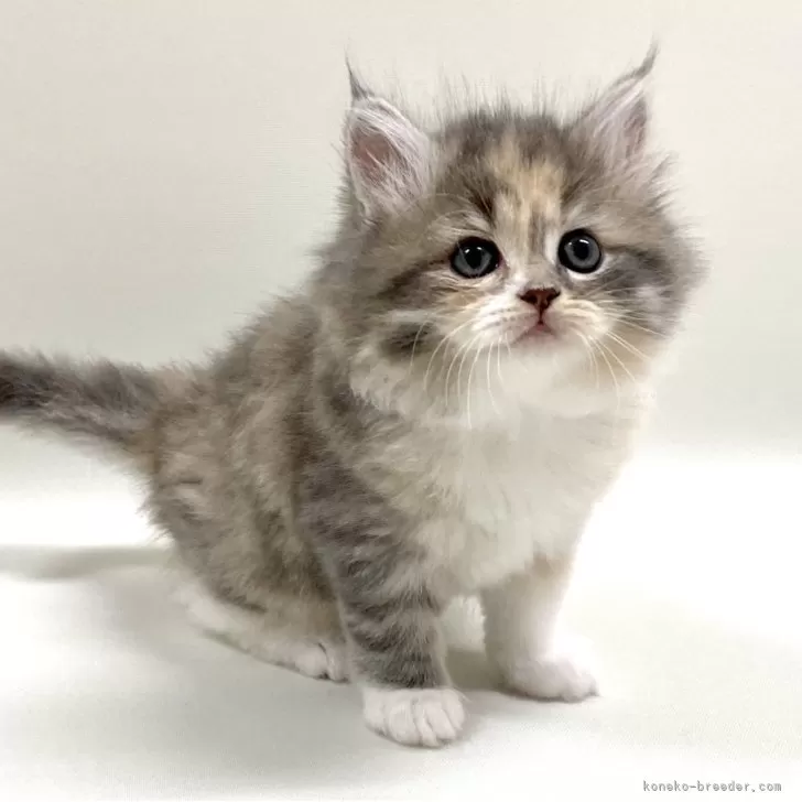 ID:2503-01749の子猫