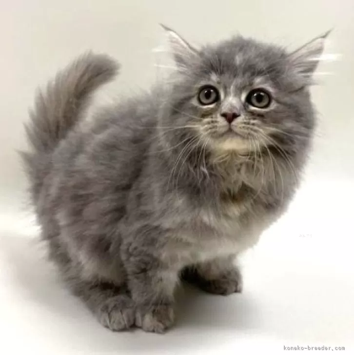 ID:2502-01498の子猫