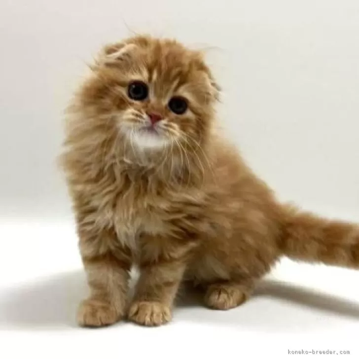 ID:2504-01158の子猫