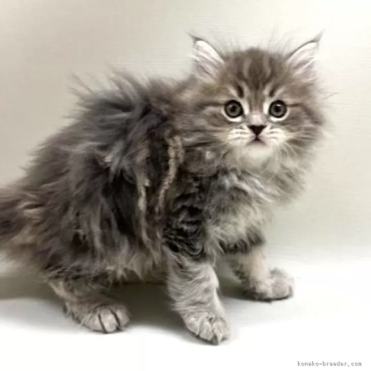 ID:2504-00044の子猫