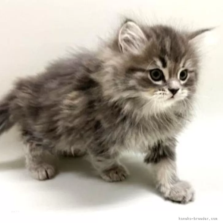 ID:2504-00043の子猫