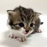 サイベリアン