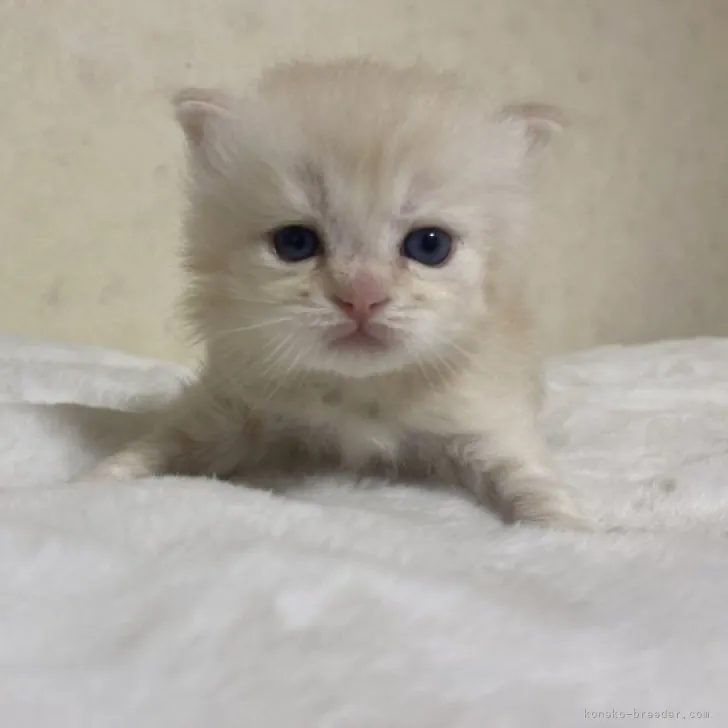 ID:2311-02778の子猫