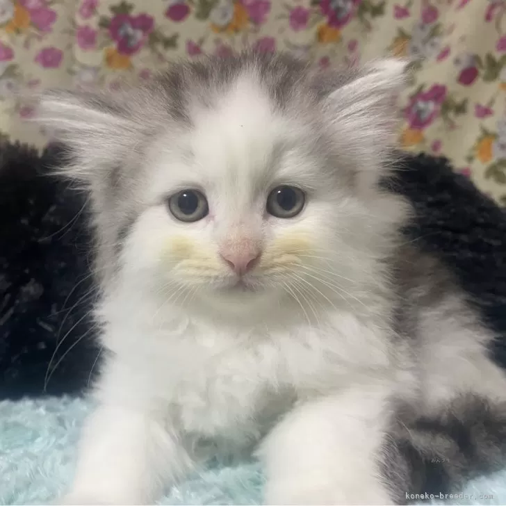 ID:2410-03143の子猫