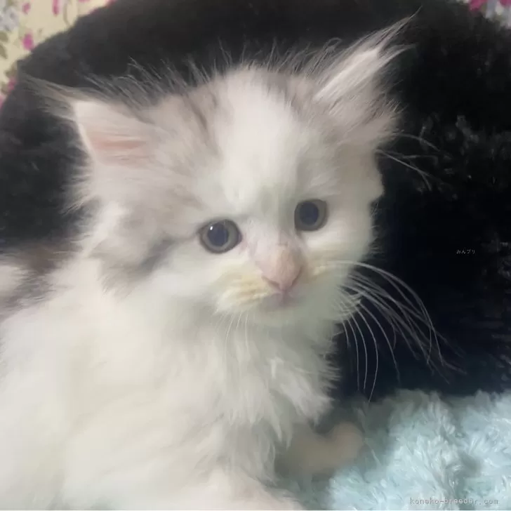 ID:2410-03145の子猫