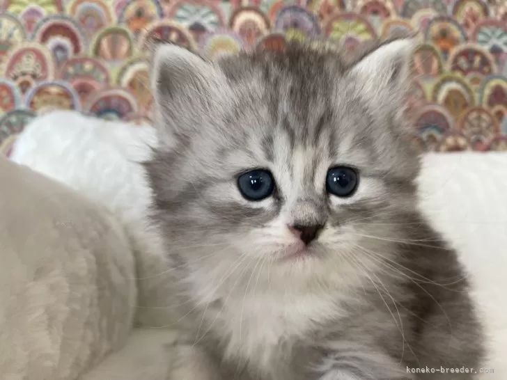 ID:2503-00159の子猫