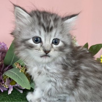 サイベリアン【栃木県・女の子・2025年2月12日・シルバータビー（長毛）】の写真「卍形似の尾で幸運な印を持つ元気な女の子です。」