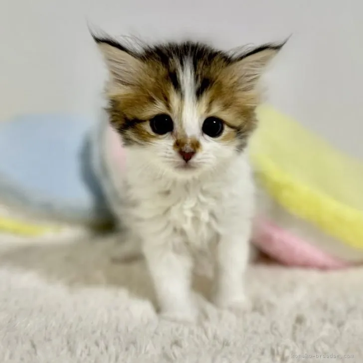 ID:2311-00324の子猫
