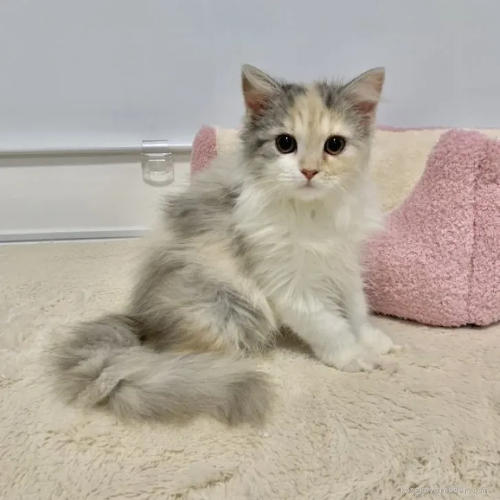 ID：2303-02364の子猫