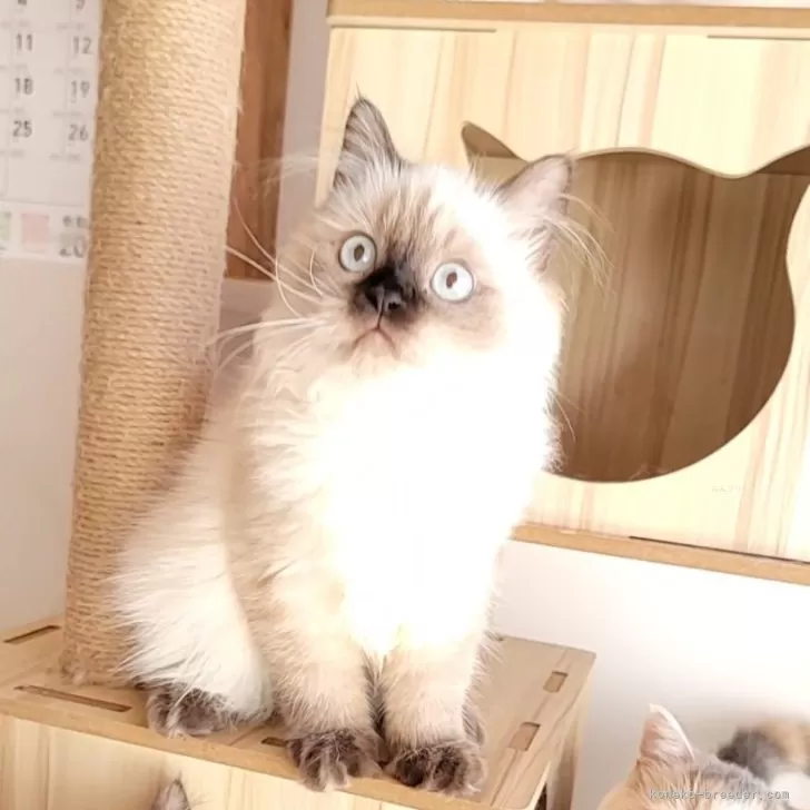 ID:2405-03649の子猫