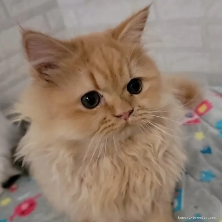 ID:2305-00395の子猫
