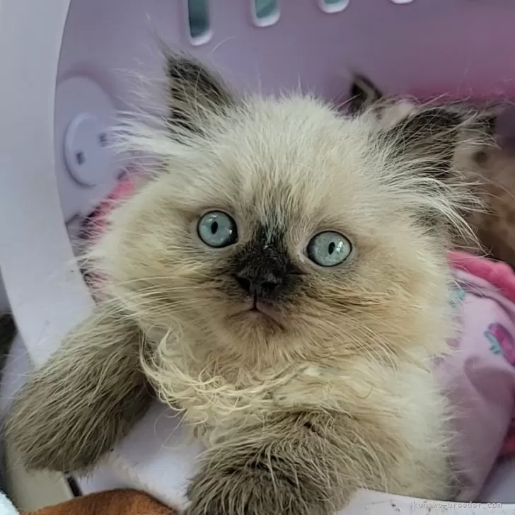ID:2405-03646の子猫