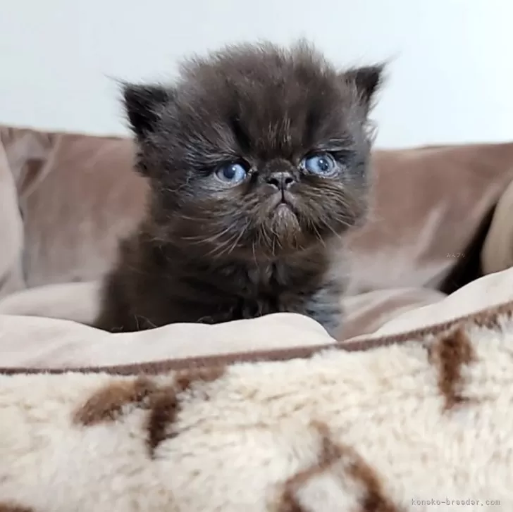 ID:2404-00451の子猫