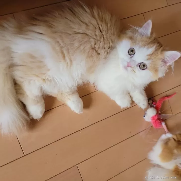 ID:2401-01561の子猫