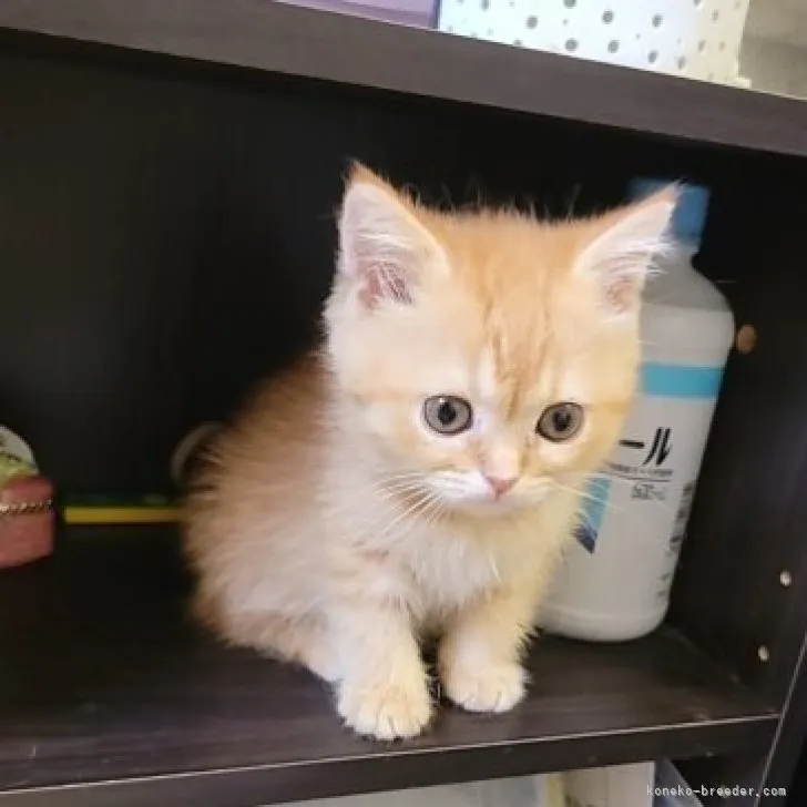 ID:2307-03356の子猫