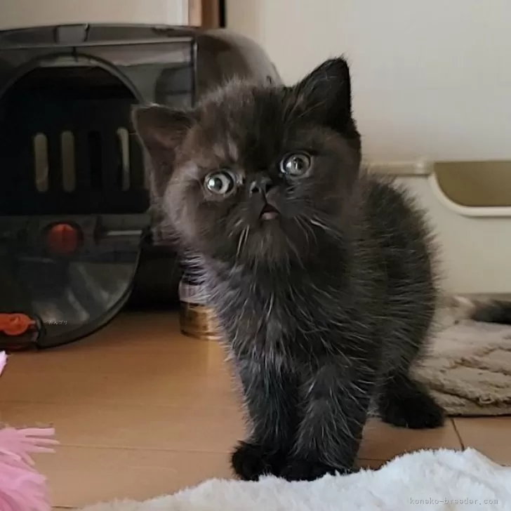 ID:2406-00765の子猫