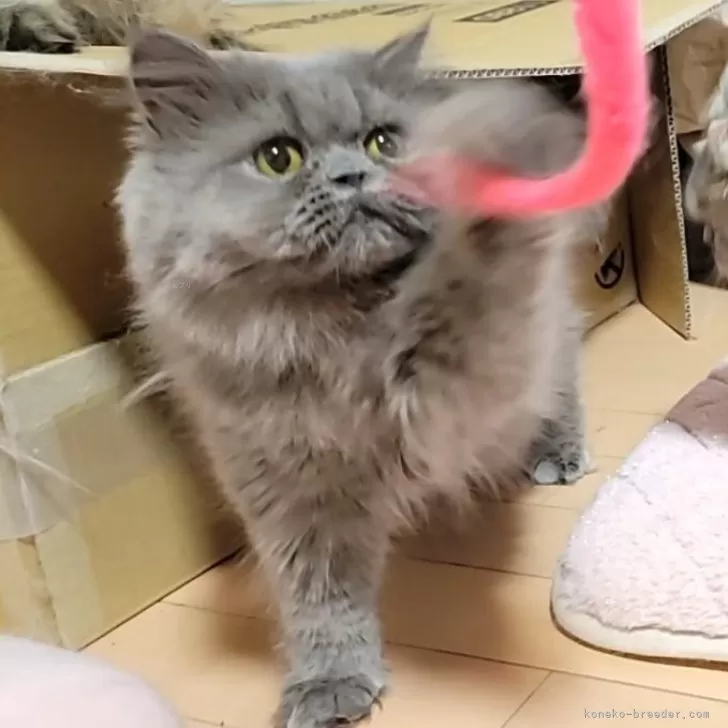 ID:2305-00405の子猫
