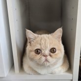 エキゾチックショートヘア