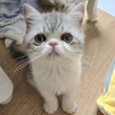 エキゾチックショートヘア