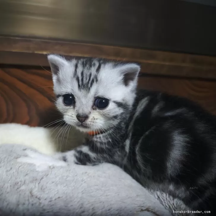 ゆこたん 様のお迎えした子猫