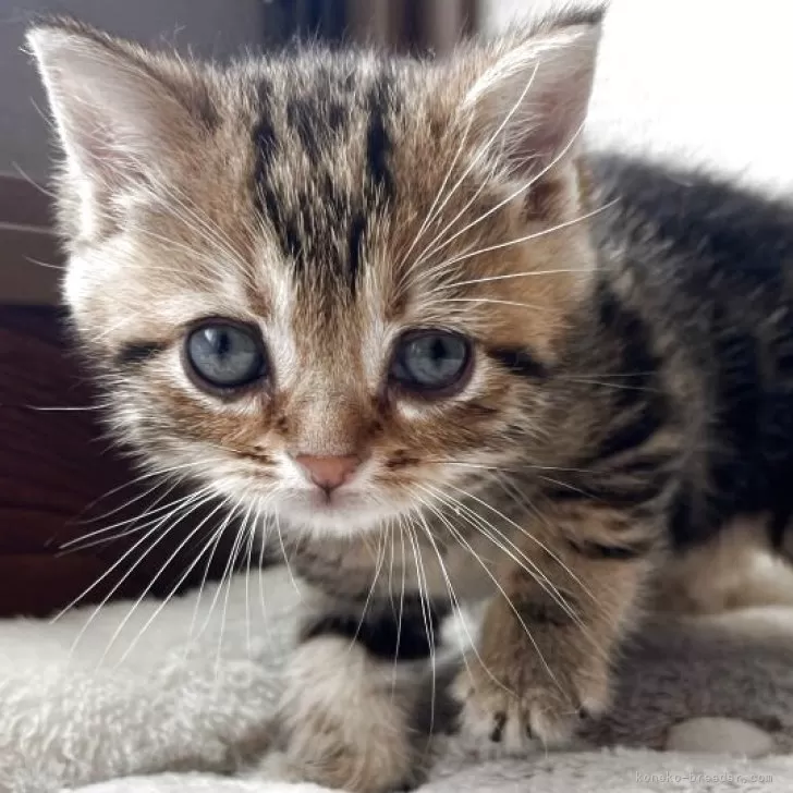 ID:2504-01996の子猫