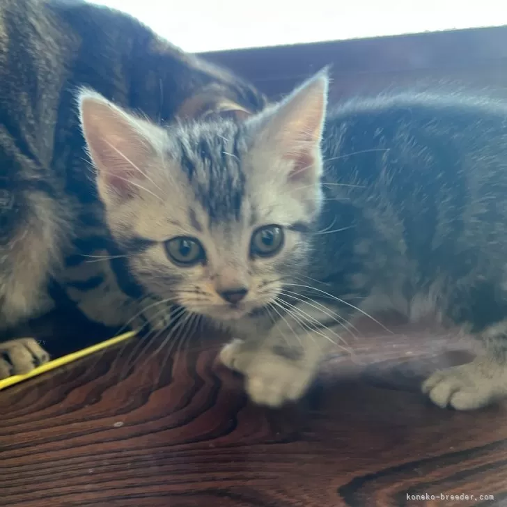 ID:2501-02053の子猫
