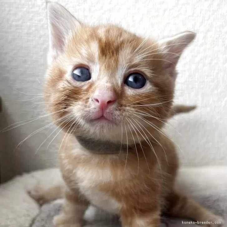 ID:2504-02001の子猫