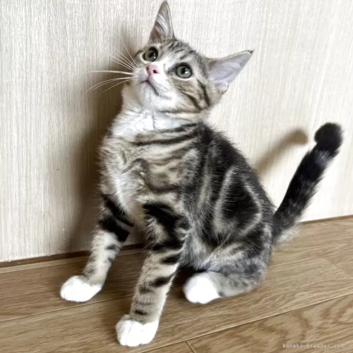 ID:2504-02010の子猫