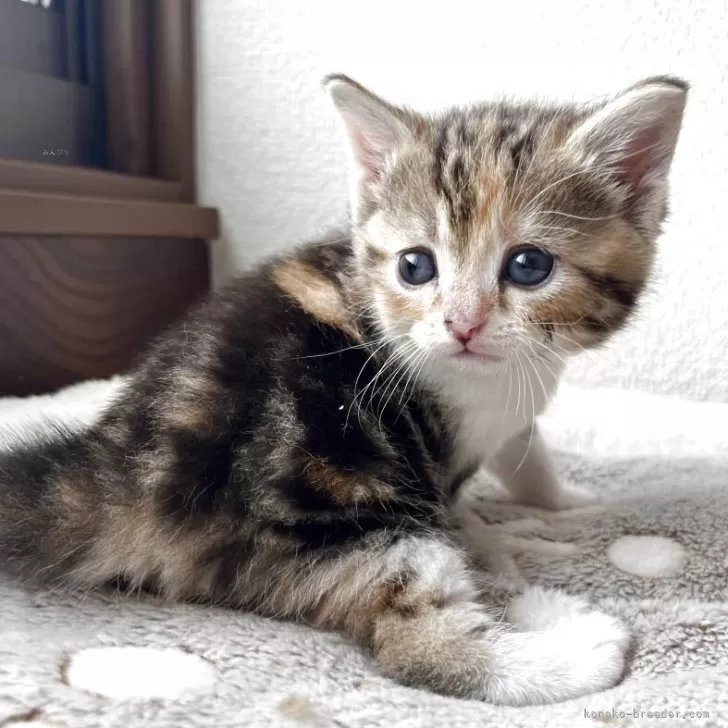 ID:2504-02015の子猫