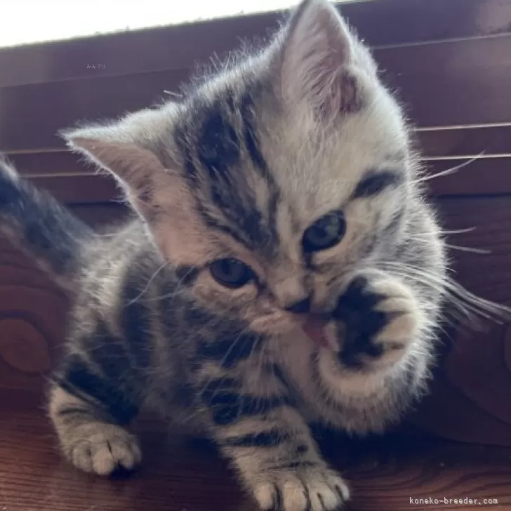 ID:2501-02601の子猫