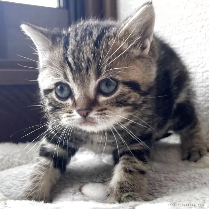 ID:2504-01986の子猫