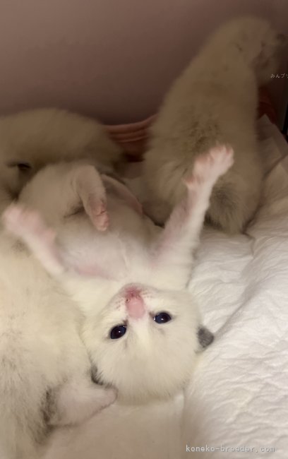 加藤知栄子ブリーダーのブログ：かわいい子猫の4兄弟が産まれました