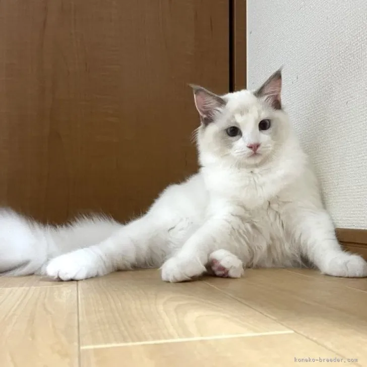ID:2308-01674の子猫
