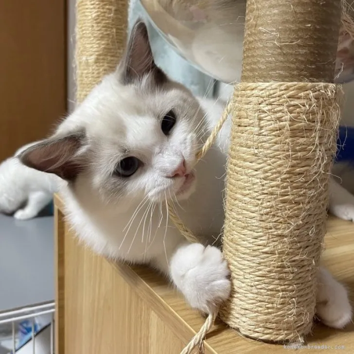 ID:2307-03551の子猫